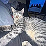 Stevie joined the competition — help win amazing prizes! cat, tabby, indoor, pet, relaxed, stretching, feline, animal, television, screen, dark, bedroom, blanket, couch, fur, whiskers, ears, paw, yellow_eyes, striped
