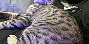 Stevie is registered to the contest to win money with this photo: cat, tabby, feline, pet, animal, fur, whiskers, relaxed, indoor, purple_light, striped, laying, closeup, cute, mammal, resting, soft_light, domestic_cat, portrait, cozy