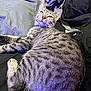 cat, tabby, feline, pet, animal, fur, whiskers, relaxed, indoor, purple_light, striped, laying, closeup, cute, mammal, resting, soft_light, domestic_cat, portrait, cozy