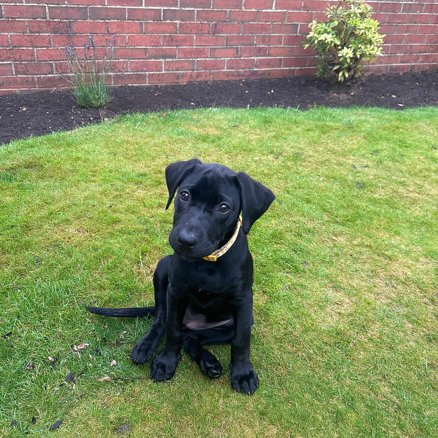 Poppy is registered to the contest to win money with this photo: animal, architecture, backyard, brick, building, canine, dog, field, grass, grassland, labradorretriever, lawn, nature, outdoors, pet, plant, puppy, slate, wall, yard