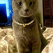 Shay joined the competition — help win amazing prizes! cat, gray_cat, pearl_necklace, bell, bedspread, patterned_bedspread, indoor, pet, feline, portrait, bedroom, furniture, curtains, calm, sitting, closeup, whiskers, ears, eyes, domestic_animal