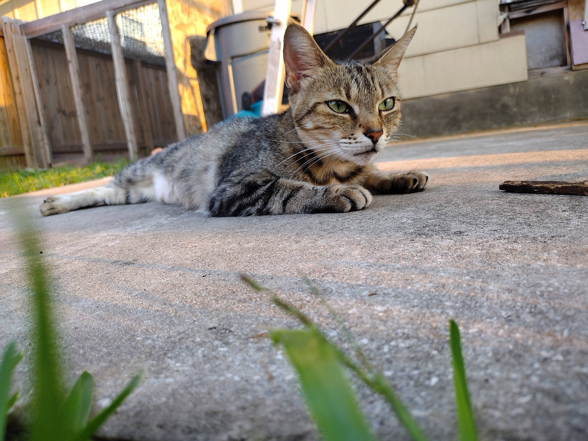 Princess joined the competition — help win amazing prizes! asphalt, carnivore, cat, claw, domestic_short_haired_cat, felidae, fur, grass, paw, perennial_plant, plant, road_surface, sitting, small_to_medium_sized_cats, snout, tail, terrestrial_animal, whiskers, wildlife, window