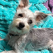 Milo is registered to the contest to win money with this photo: attentive, bed, blanket, closeup, collar, cozy, cute, dog, floppy_ears, fur_texture, head_tilt, indoors, pet, portrait, puppy, relaxed, small_dog, teal_blanket, whiskers, white_fur