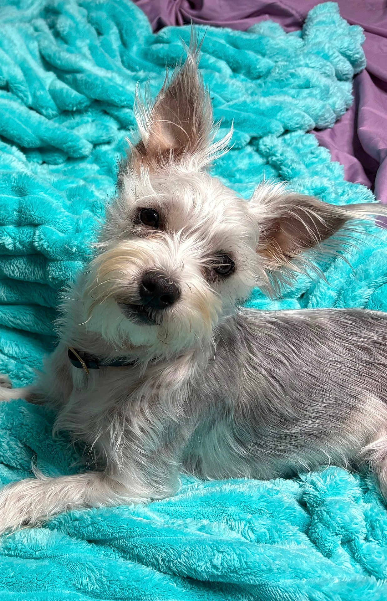Milo is registered to the contest to win money with this photo: attentive, bed, blanket, closeup, collar, cozy, cute, dog, floppy_ears, fur_texture, head_tilt, indoors, pet, portrait, puppy, relaxed, small_dog, teal_blanket, whiskers, white_fur