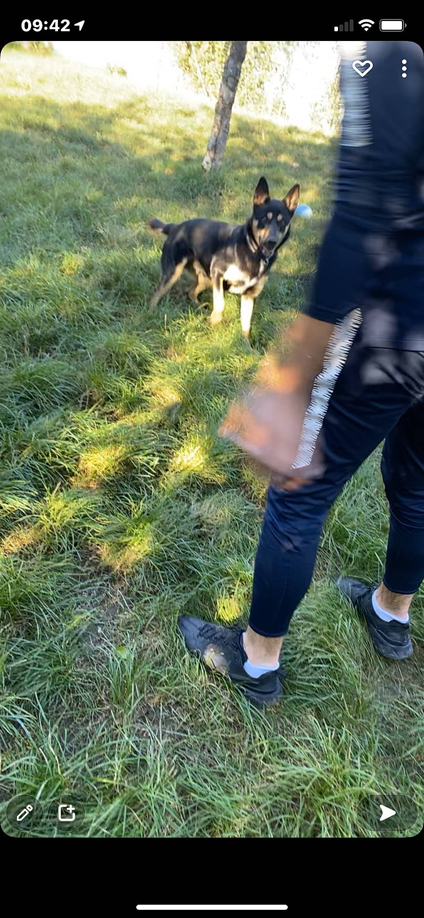 Ayko participe au concours pour gagner de l'argent avec cette photo : boot, canidae, carnivore, companion_dog, dog, dog_breed, fawn, fun, grass, herding_dog, human_leg, people_in_nature, plant, recreation, sandal, shoe, sneakers, soil, street_fashion, tail