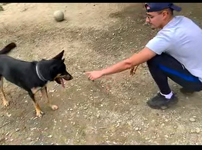 Ayko a rejoint le concours — aidez-le/la à gagner de superbes lots ! ball, baseball_cap, canidae, cap, carnivore, companion_dog, dog, dog_breed, dog_walking, fashion_accessory, guard_dog, hat, leash, snout, soil, sporting_group, sunglasses, walking, working_animal, working_dog