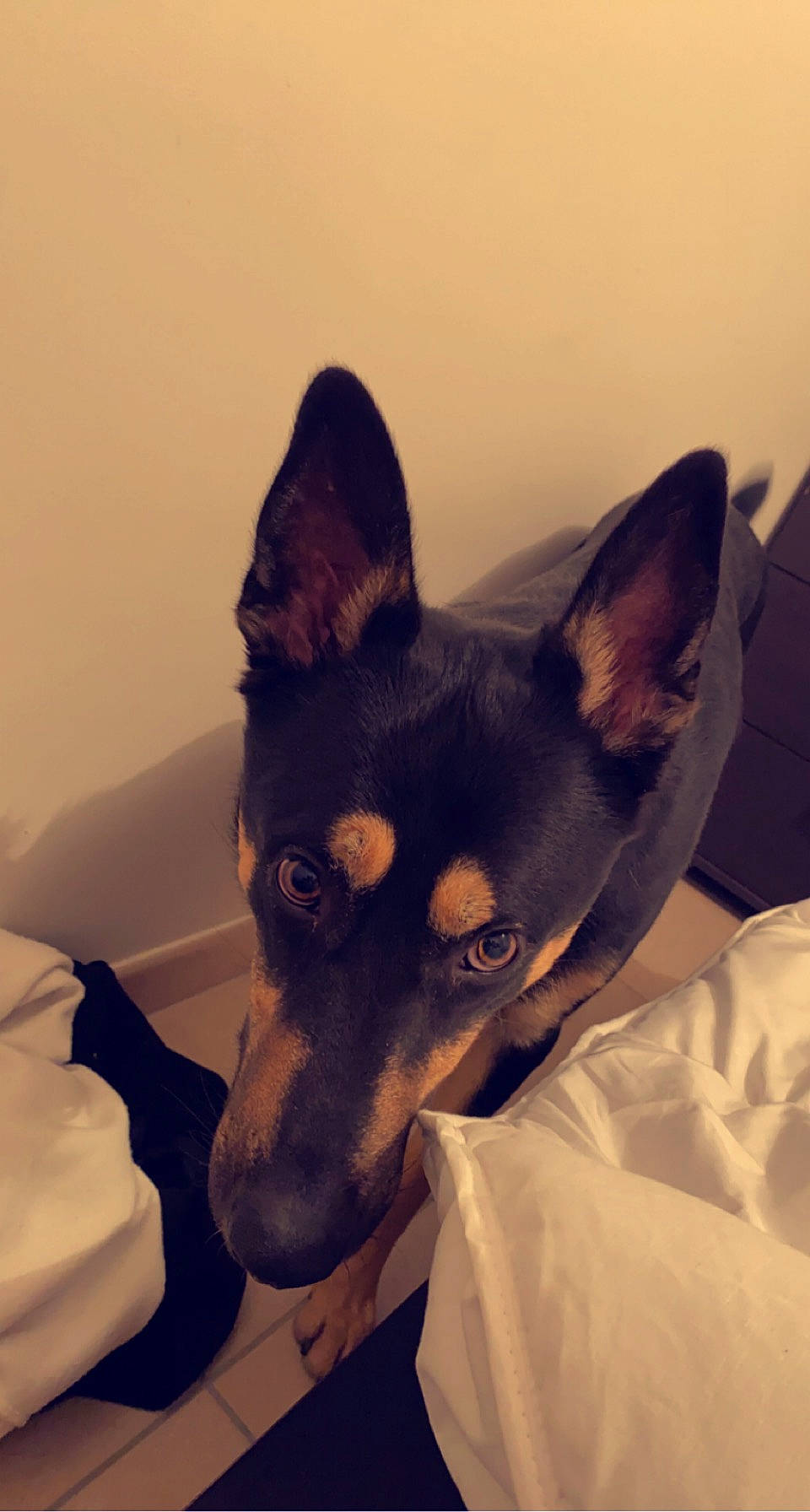 Ayko a rejoint le concours — aidez-le/la à gagner de superbes lots ! ancient_dog_breeds, basenji, carnivore, comfort, companion_dog, dog, dog_breed, ear, fur, guard_dog, non_sporting_group, pinscher, prazsky_krysarik, puppy, russkiy_toy, snout, toy_dog, whiskers, working_animal, working_dog