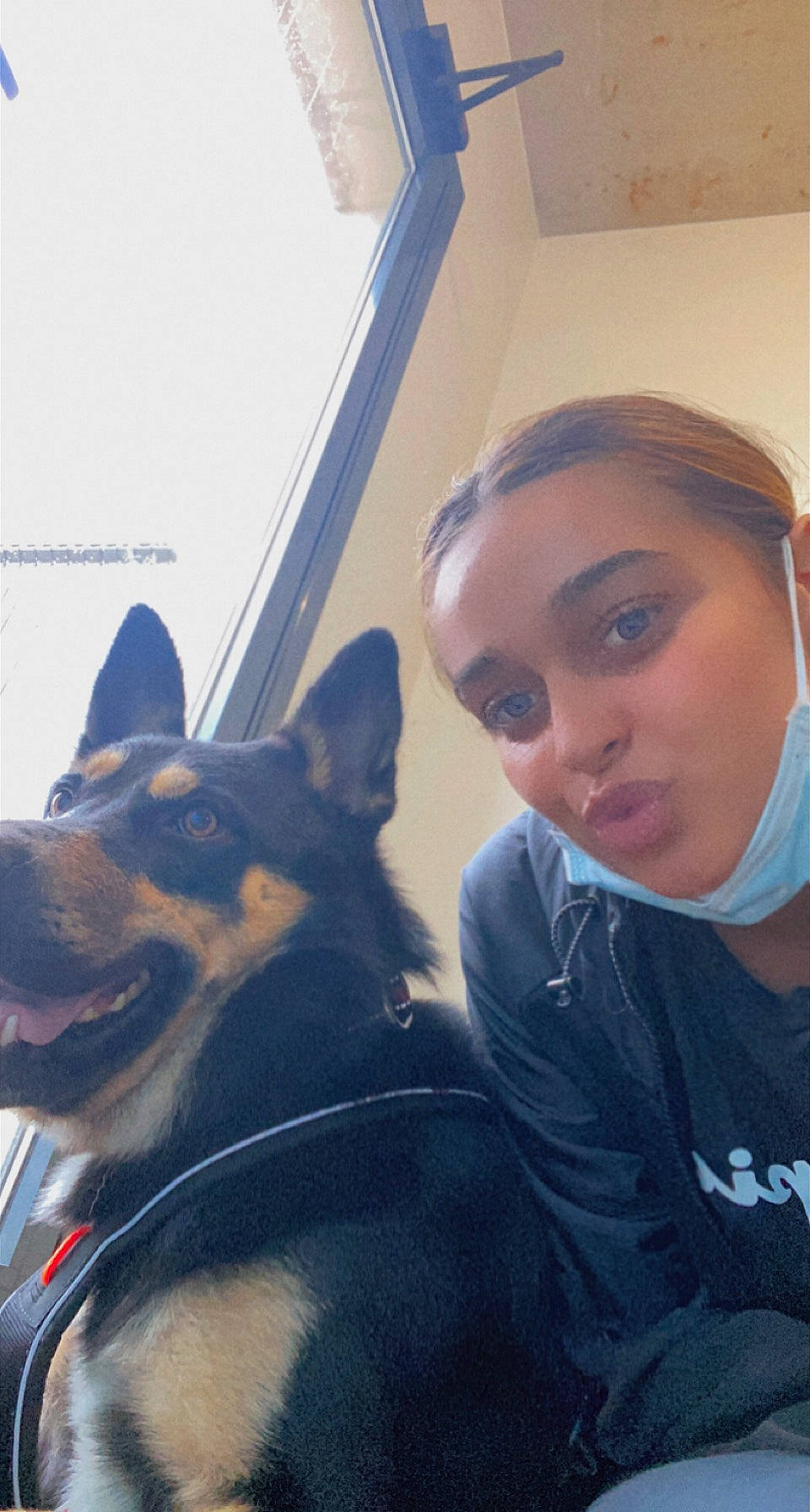 Ayko participe au concours pour gagner de l'argent avec cette photo : carnivore, collar, companion_dog, dog, dog_breed, ear, electric_blue, eye, fawn, fun, fur, happy, head, herding_dog, jaw, snout, sporting_group, whiskers, window, working_animal