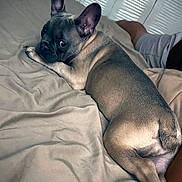 Fiona joined the competition — help win amazing prizes! french_bulldog, dog, bed, indoor, pet, looking_back, fur, canine, relaxed, cozy, resting, person, blanket, paws, ears, animal, companion, home, light, expression