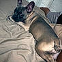 french_bulldog, dog, bed, indoor, pet, looking_back, fur, canine, relaxed, cozy, resting, person, blanket, paws, ears, animal, companion, home, light, expression