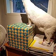 Jasper is registered to the contest to win money with this photo: animal, box, cat, clutter, curious, daylight, dresser, emoji, fan, furniture, indoor, light, looking_out, papers, pet, reflection, room, shadow, white_cat, window