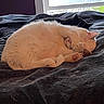 Jasper is registered to the contest to win money with this photo: animal, bed, black_cat, blanket, cat, cozy, cute, domestic_cat, feline, fur, indoor, paw, pet, relaxation, resting, shadow, sleeping, two_cats, white_cat, window