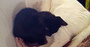 Jasper is registered to the contest to win money with this photo: animal, black_kitten, cat, cat_tree, companion, cozy, cuddle, curious, cute, cute_animals, domestic_animal, feline, fur, indoor, kitten, pet, pets, resting, sleepy, white_cat