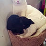 animal, black_kitten, cat, cat_tree, companion, cozy, cuddle, curious, cute, cute_animals, domestic_animal, feline, fur, indoor, kitten, pet, pets, resting, sleepy, white_cat