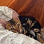 April a rejoint le concours — aidez-le/la à gagner de superbes lots ! cat, bengal_cat, pet, animal, feline, relaxed, cozy, blanket, fur, whiskers, ears, sleepy, indoor, soft_texture, brown, black, spots, striped, resting, cute