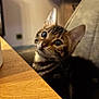 cat, kitten, bengal_cat, indoor, wooden_table, cushioned_chair, curious, striped_fur, pet, animal, feline, close_up, face, ears, whiskers, home, cozy, blurred_background, sitting, young