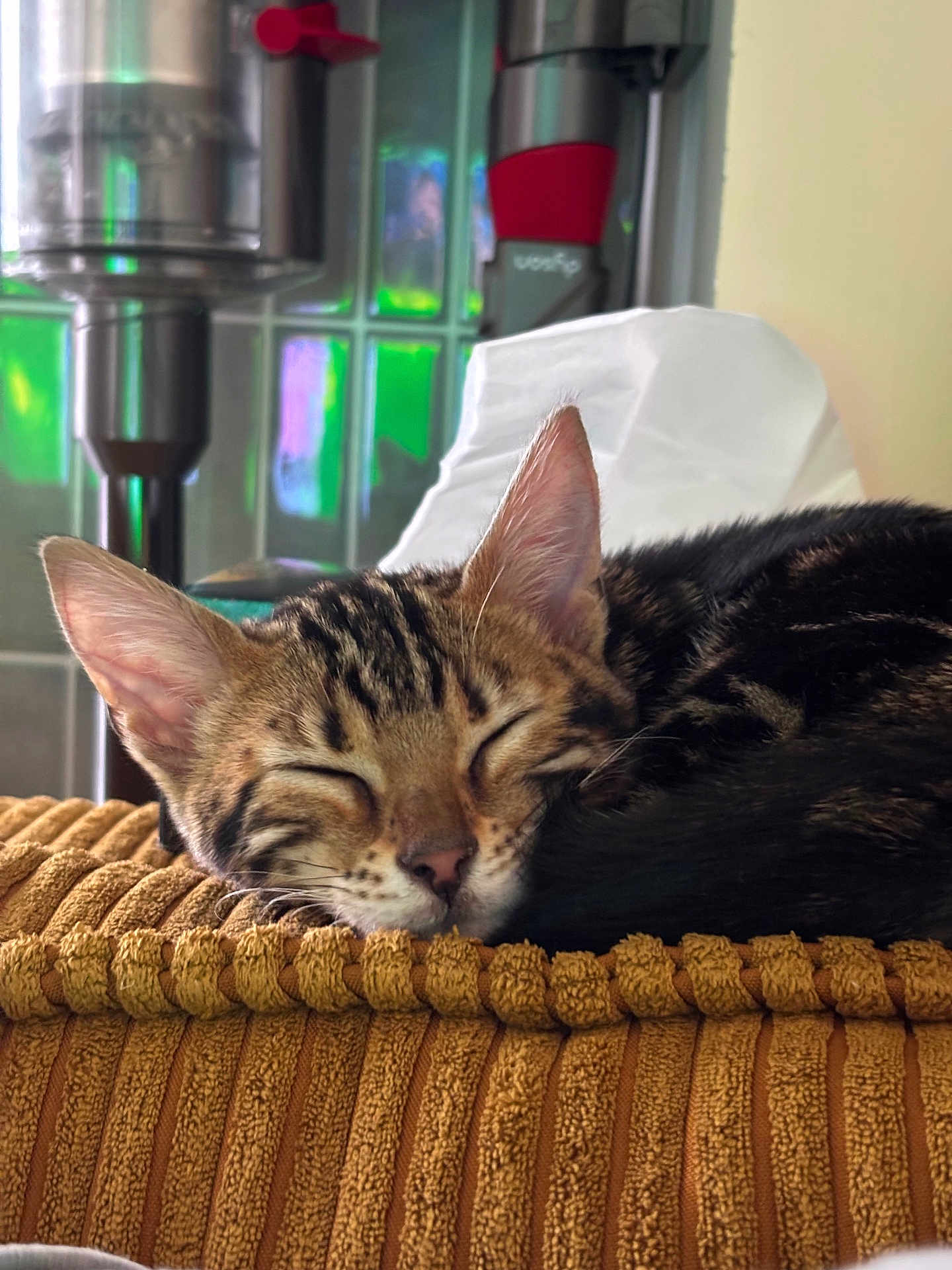 April a rejoint le concours — aidez-le/la à gagner de superbes lots ! cat, tabby, sleeping, cushion, mustard_color, ears, whiskers, indoor, close_up, resting, pet, feline, nose, fur, eye_closed, cozy, texture, household, appliance, tissue_box