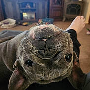 Franni Mae is registered to the contest to win money with this photo: animal, blurred_background, carpet, cozy, cute, dog, ears, furniture, happy, indoor, lap, living_room, mouth, nose, pet, relaxed, smiling, television, upside_down, whiskers