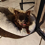 Luijy participe au concours pour gagner de l'argent avec cette photo : dog, chihuahua, pet_bed, tile_floor, indoor, small_dog, tongue_out, brown_fur, pointed_ears, cozy, pet, domestic_animal, sleepy, paws, close_up, home_interior, furniture_leg, blanket, nose, bed