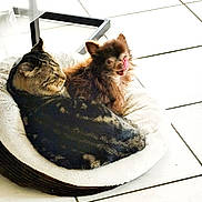 Roméo a rejoint le concours — aidez-le/la à gagner de superbes lots ! cat, dog, pet_bed, tile_floor, indoor, cuddling, tongue_out, cozy, resting, fur, striped_cat, small_dog, long_haired_dog, animal_pair, floor_tile, furniture_leg, relaxed, companion, home, licking