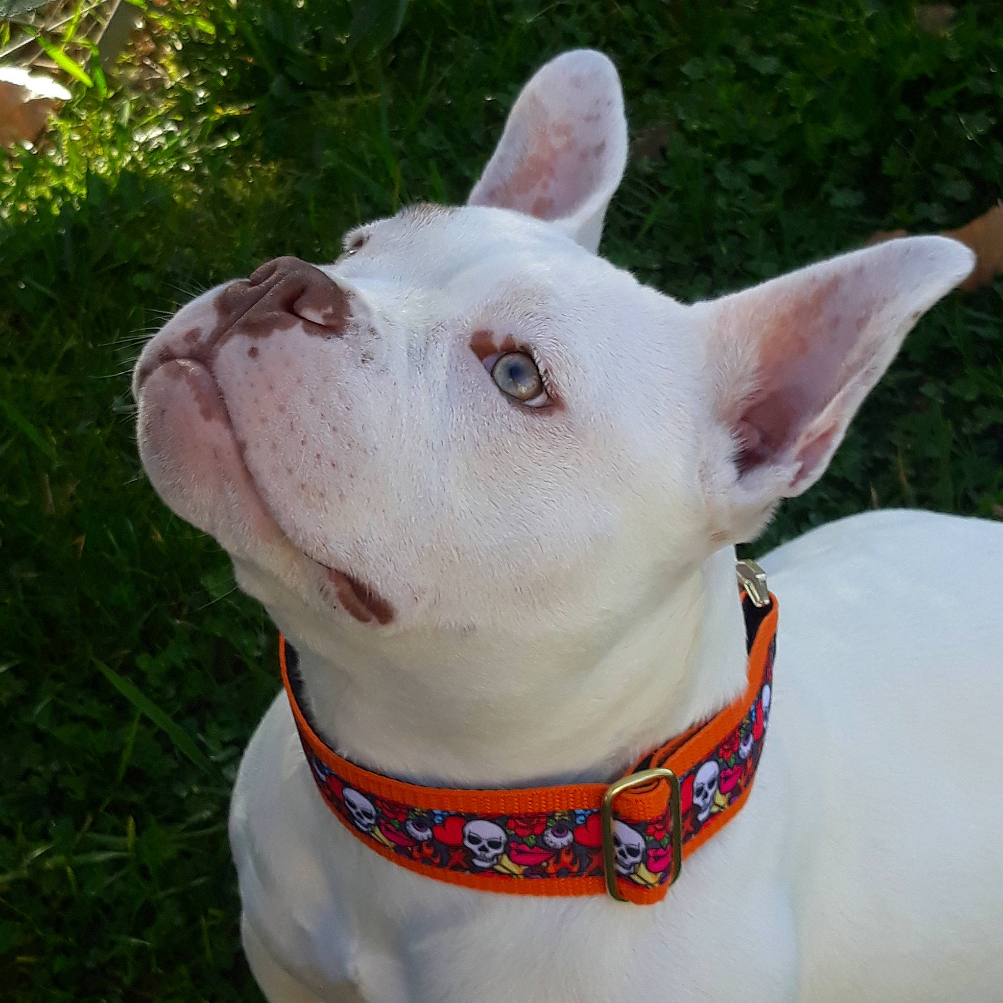 Karma a rejoint le concours — aidez-le/la à gagner de superbes lots ! canidae, carnivore, collar, companion_dog, dog, dog_breed, dog_collar, dog_supply, ear, fashion_accessory, fawn, grass, head, jaw, pet_supply, plant, snout, sporting_group, terrestrial_animal, working_animal