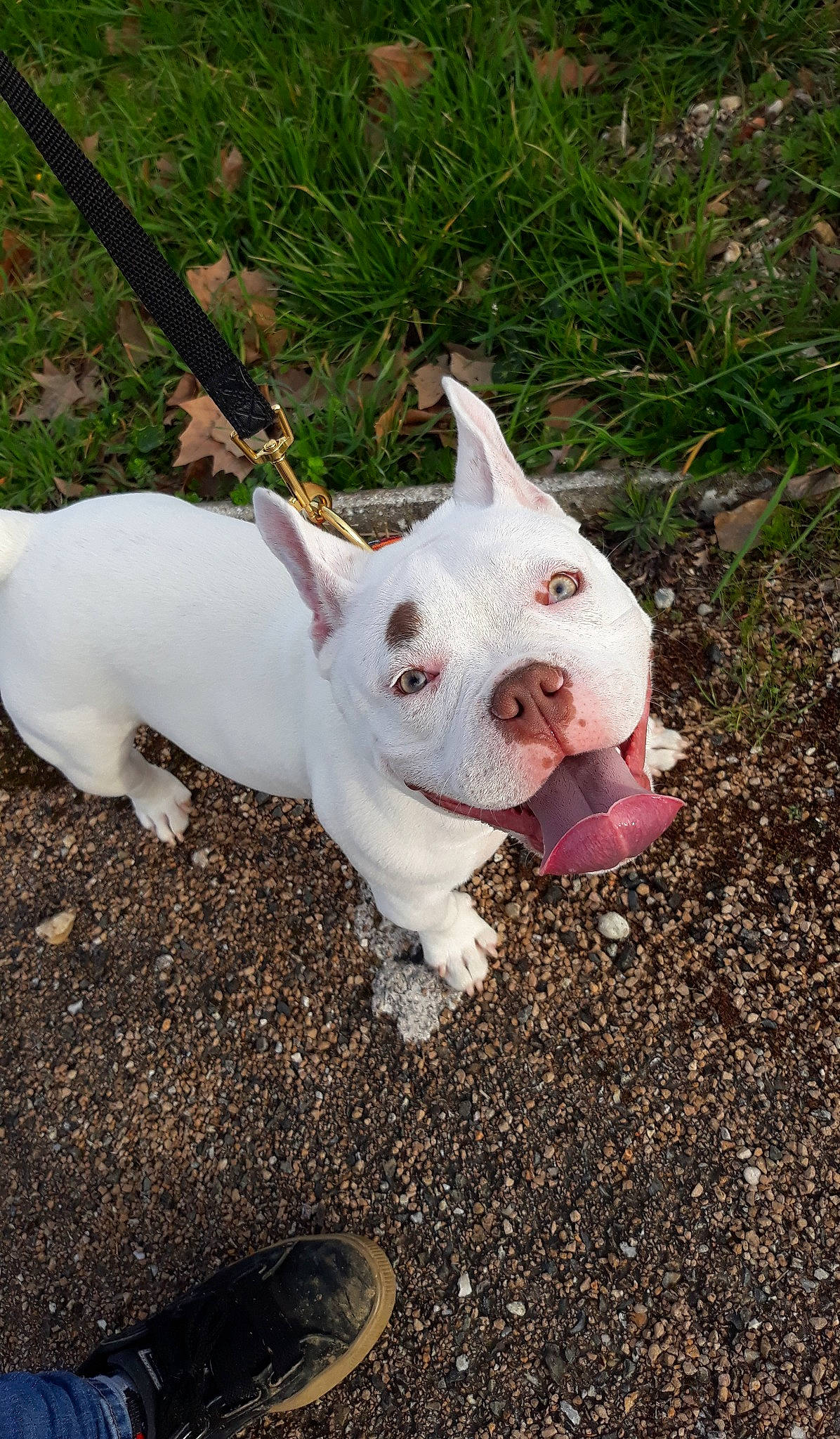 Karma a rejoint le concours — aidez-le/la à gagner de superbes lots ! canidae, carnivore, companion_dog, dog, dog_breed, ear, eye, fawn, grass, non_sporting_group, plant, snout, soil, sporting_group, tail, terrestrial_animal