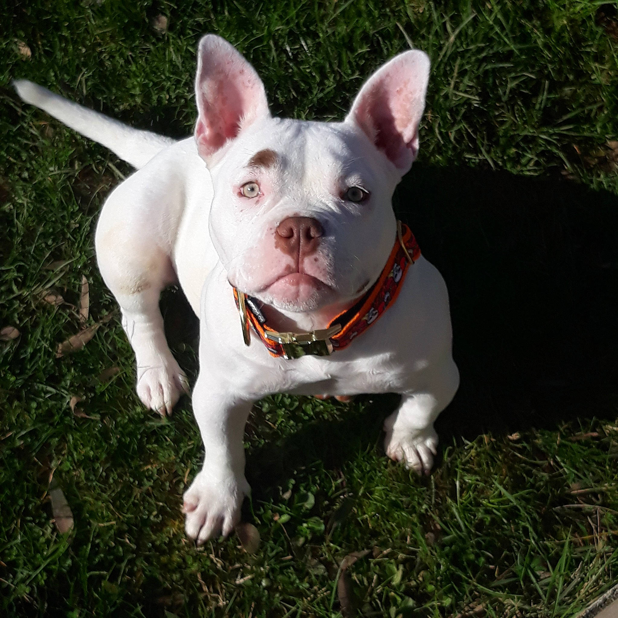 Karma a rejoint le concours — aidez-le/la à gagner de superbes lots ! bulldog, canidae, carnivore, companion_dog, dog, dog_breed, dog_collar, ear, eye, fawn, grass, head, holiday, human_body, snout, sporting_group, tail, terrestrial_animal, whiskers, working_animal