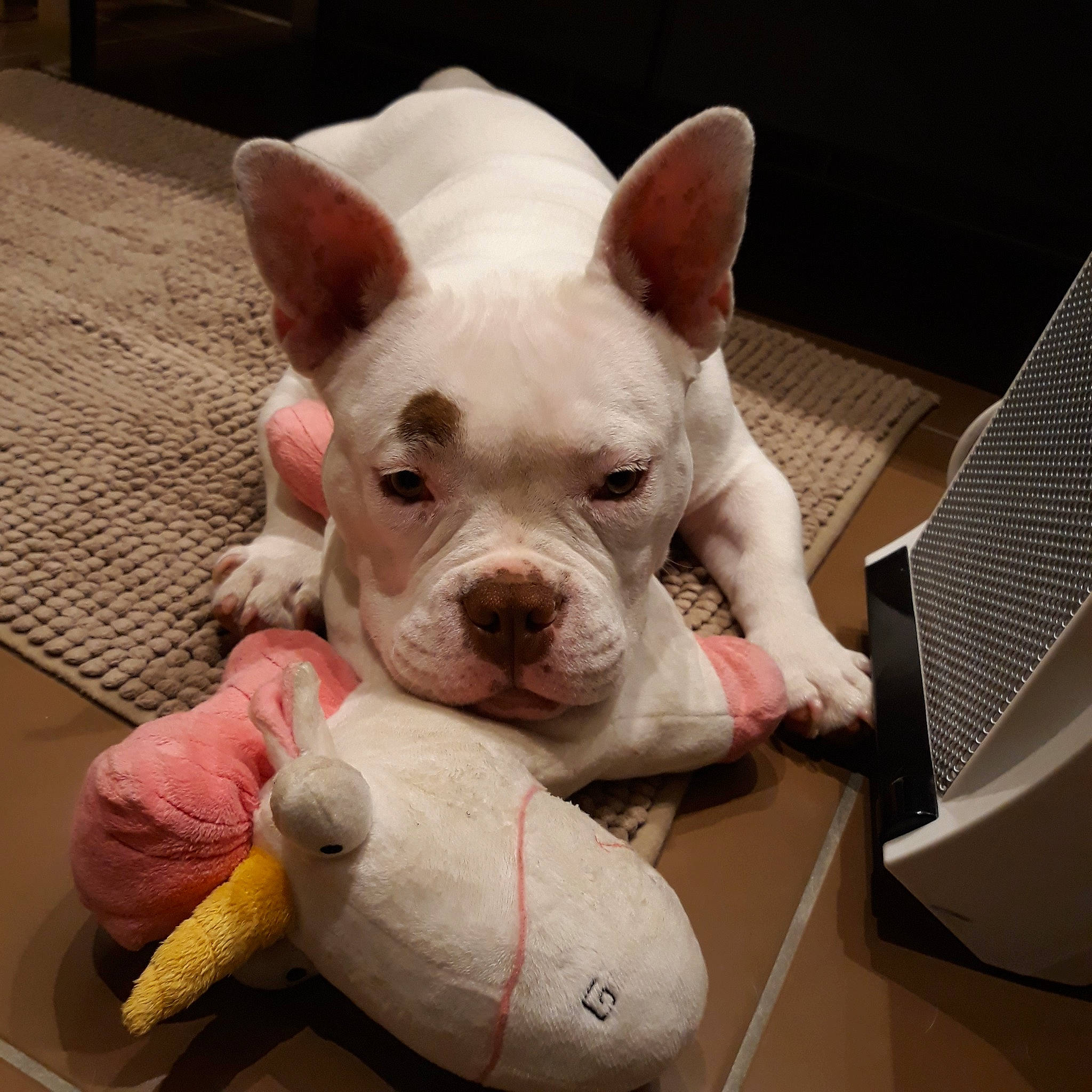 Karma participe au concours pour gagner de l'argent avec cette photo : bulldog, carnivore, comfort, companion_dog, dog, dog_breed, ear, eye, fawn, fur, human_body, jaw, nose, snout, sporting_group, terrestrial_animal, toy_dog, whiskers, working_animal, wrinkle