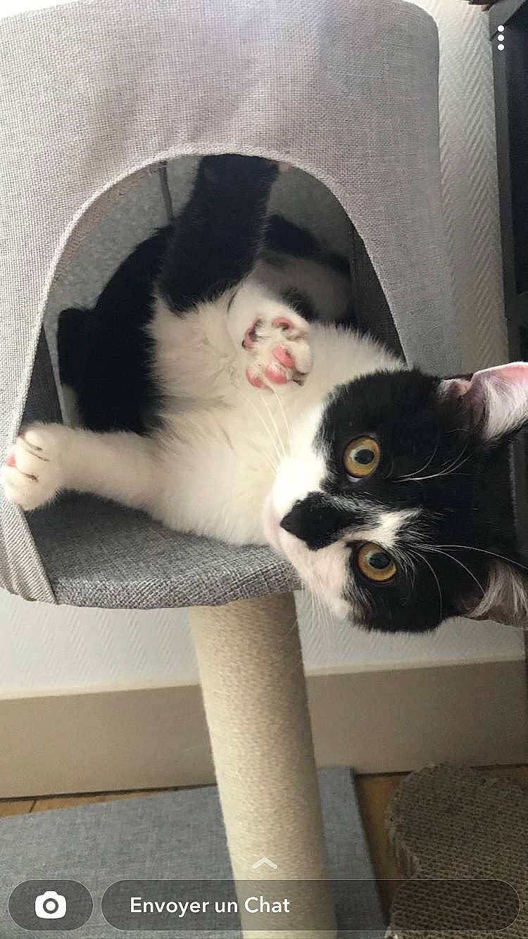 Mushu participe au concours pour gagner de l'argent avec cette photo : carnivore, cat, cat_bed, cat_furniture, cat_supply, comfort, domestic_short_haired_cat, felidae, fur, mammal, paw, room, sitting, small_to_medium_sized_cats, tail, vertebrate, whiskers