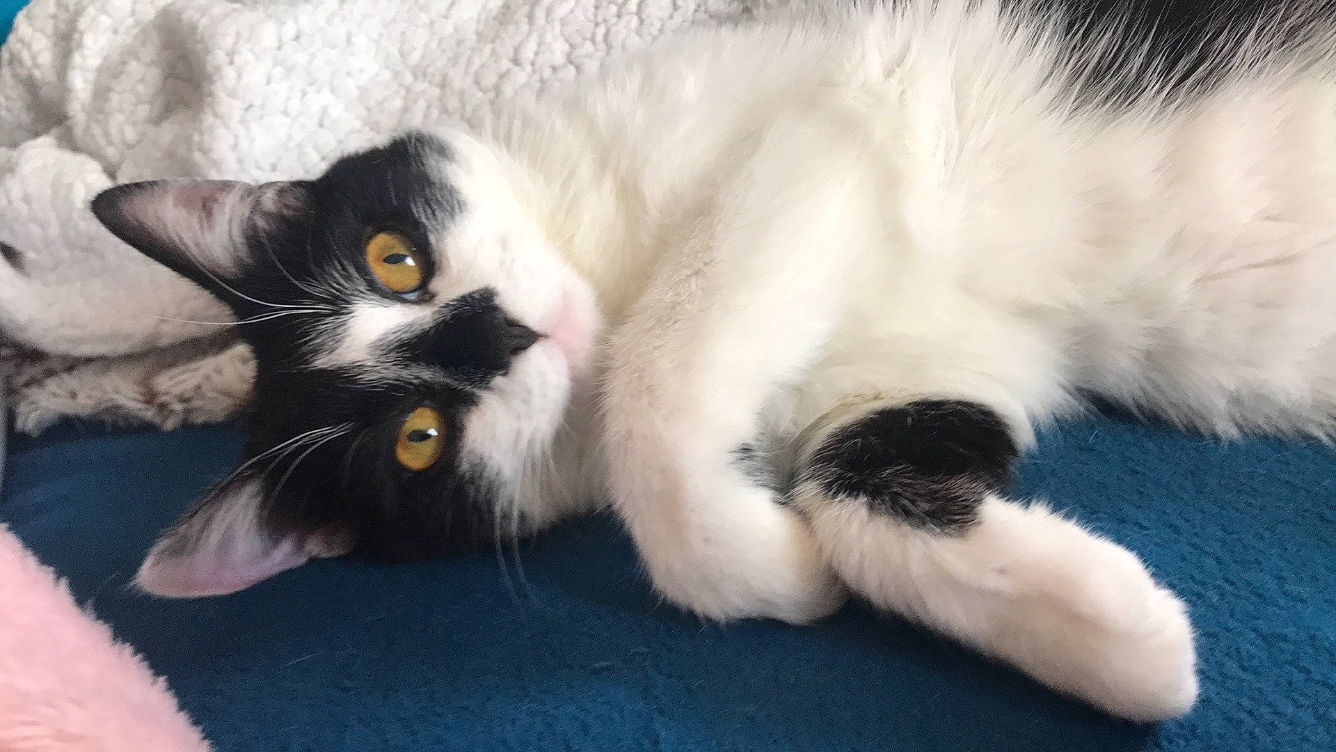 Mushu participe au concours pour gagner de l'argent avec cette photo : balinese, carnivore, cat, claw, comfort, domestic_short_haired_cat, felidae, fur, nap, paw, small_to_medium_sized_cats, snout, tail, whiskers