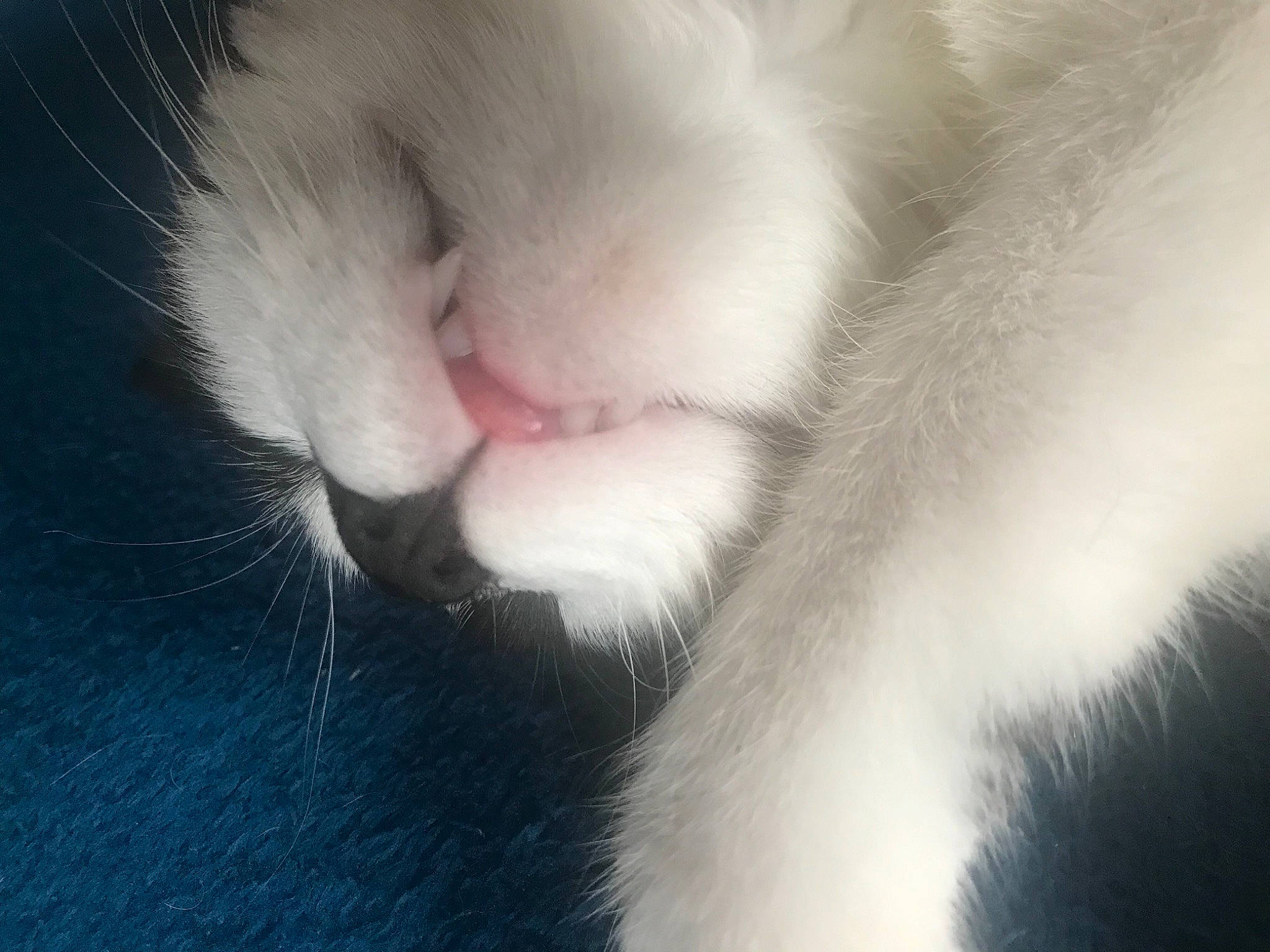 Mushu a rejoint le concours — aidez-le/la à gagner de superbes lots ! carnivore, cat, claw, close_up, cloud, domestic_short_haired_cat, felidae, fur, macro_photography, meteorological_phenomenon, nap, paw, sleep, small_to_medium_sized_cats, snout, tail, whiskers