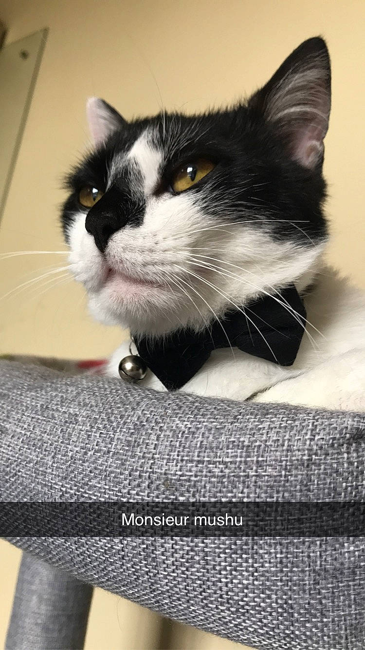 Mushu a rejoint le concours — aidez-le/la à gagner de superbes lots ! box, carnivore, cat, domestic_short_haired_cat, felidae, font, formal_wear, fur, grey, monochrome_photography, packaging_and_labeling, paper_product, pet_supply, photo_caption, picture_frame, rectangle, small_to_medium_sized_cats, snout, terrestrial_animal, whiskers