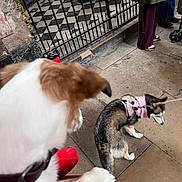 Indigo a rejoint le concours — aidez-le/la à gagner de superbes lots ! animal_photography, blurry_foreground, brown_dog, checkered_floor, church, dog, dogs, harness, outdoor, pavement, people, pet, pink_harness, puppy, railing, small_dog, stonework, stroller, tile_floor, white_dog