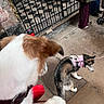 animal_photography, blurry_foreground, brown_dog, checkered_floor, church, dog, dogs, harness, outdoor, pavement, people, pet, pink_harness, puppy, railing, small_dog, stonework, stroller, tile_floor, white_dog