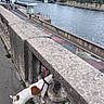 Indigo participe au concours pour gagner de l'argent avec cette photo : architecture, boats, bridge, brown_patches, cityscape, clouds, collar, dog, leash, outdoors, parapet, park, river, sky, stone_wall, travel, trees, urban, water, white_dog