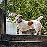 alert, animal, backyard, brown_patches, canine, collar, daylight, dog, fence, foliage, garden, outdoors, portrait, short_hair, stairs, standing, steps, tail, trees, white_fur