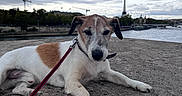 Indigo participe au concours pour gagner de l'argent avec cette photo : brown_and_white, canine, cityscape, cloudy_sky, dog, eiffel_tower, landmark, leash, lying_down, outdoor, paris, pet, portrait, riverside, seine_river, stone_pavement, terrier, tourism, travel, water