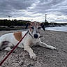 brown_and_white, canine, cityscape, cloudy_sky, dog, eiffel_tower, landmark, leash, lying_down, outdoor, paris, pet, portrait, riverside, seine_river, stone_pavement, terrier, tourism, travel, water