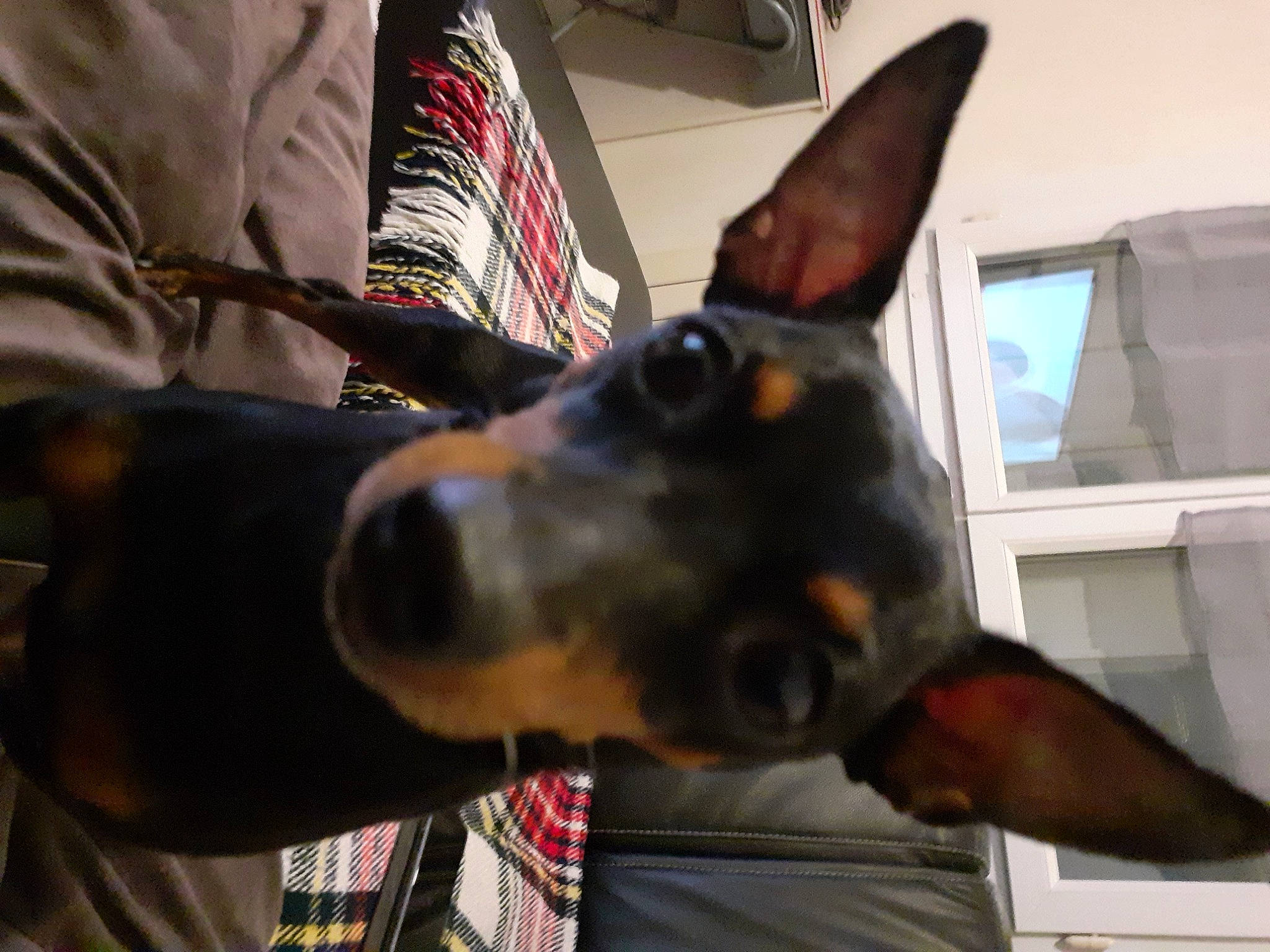 Mouky participe au concours pour gagner de l'argent avec cette photo : canidae, carnivore, collar, companion_dog, dobermann, dog, dog_breed, dog_collar, ear, fur, giant_dog_breed, guard_dog, pinscher, prazsky_krysarik, snout, sporting_group, whiskers, window, working_animal, working_dog