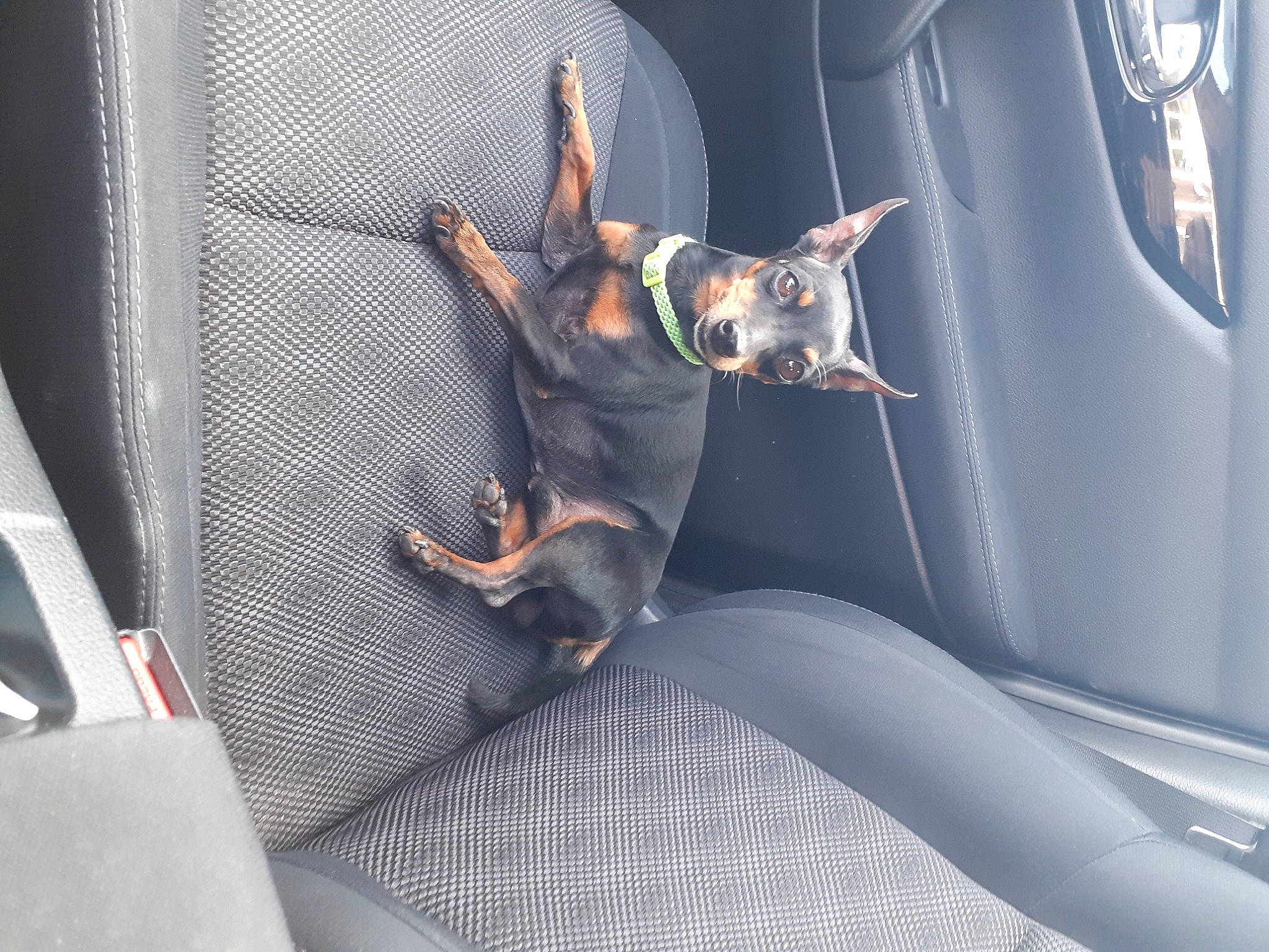 Mouky participe au concours pour gagner de l'argent avec cette photo : adventure, auto_part, automotive_design, carnivore, comfort, dog, dog_breed, fictional_character, fun, guard_dog, knee, leisure, luxury_vehicle, recreation, transport, tree, vehicle_door