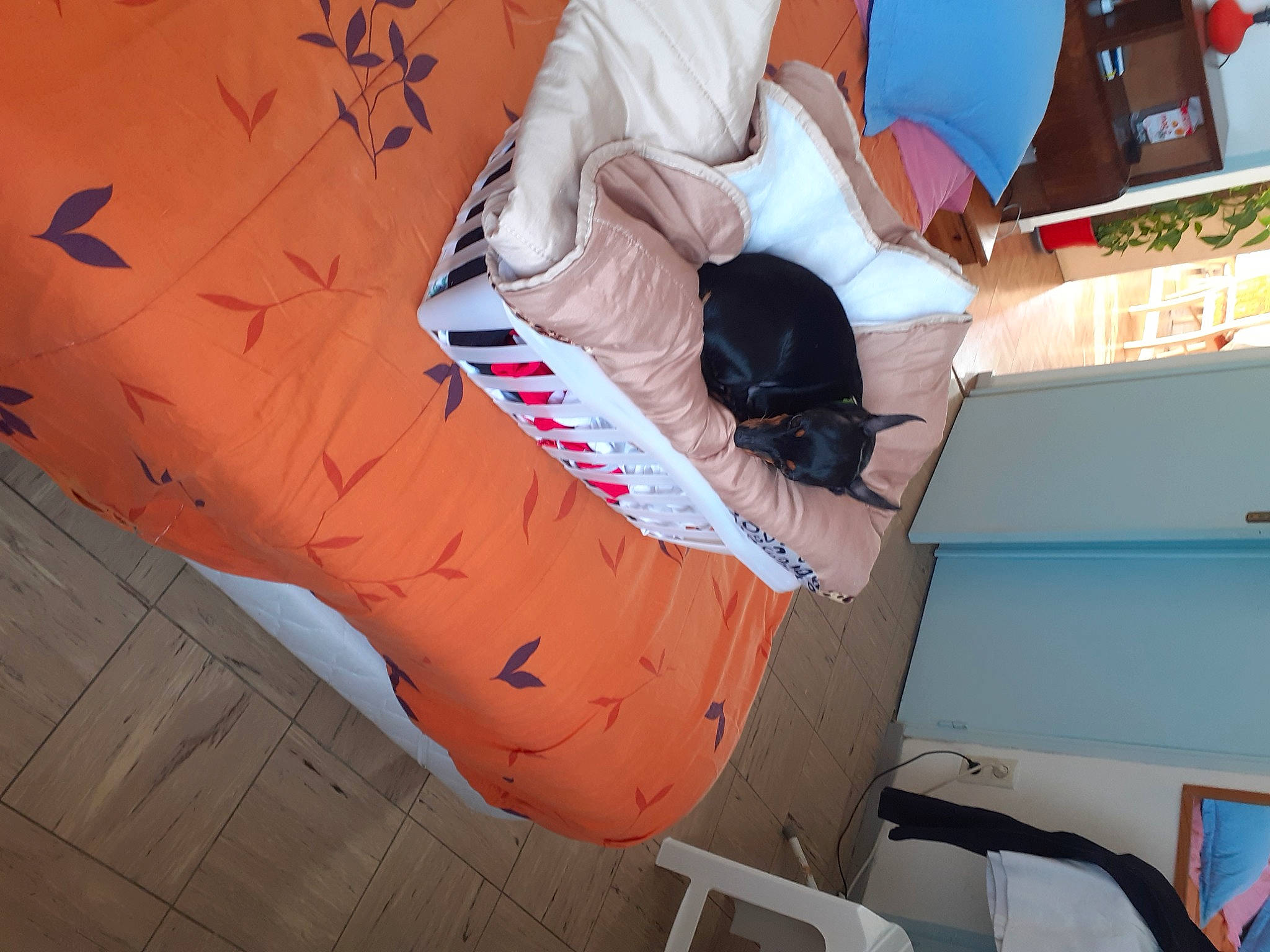 Mouky a rejoint le concours — aidez-le/la à gagner de superbes lots ! carmine, elbow, font, fun, human_leg, leisure, orange, pattern, peach, recreation, room, sandal, sitting, t_shirt, thigh, tree