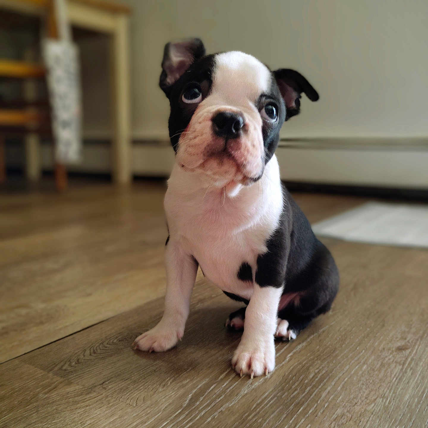 Ollie joined the competition — help win amazing prizes! animal, black_and_white, boston_terrier, canine, curious, cute, dog, domestic, ears, flooring, fur, indoor, looking_up, pet, portrait, puppy, sitting, small, wooden_floor, young