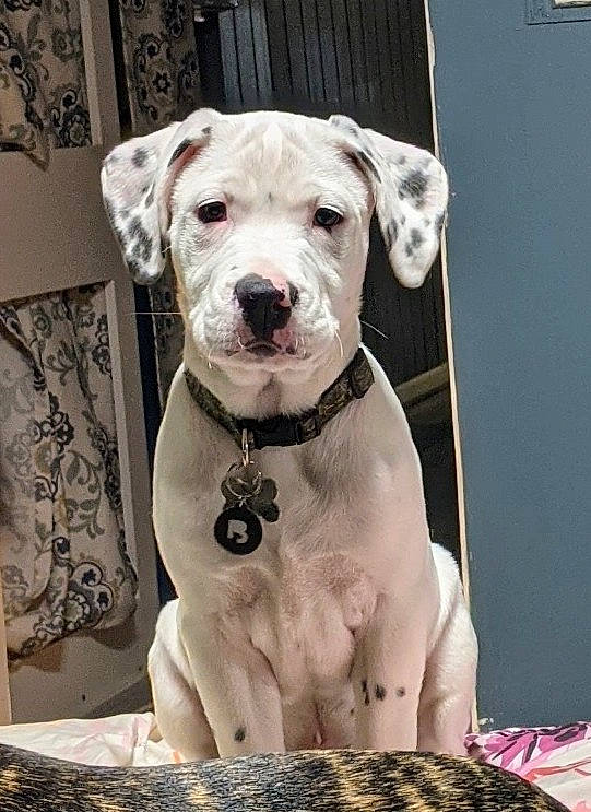 Gunther joined the competition — help win amazing prizes! canidae, carnivore, collar, companion_dog, dog, dog_breed, dog_clothes, dog_collar, dog_supply, fawn, flesh, fur, leash, non_sporting_group, pet_supply, picture_frame, snout, sporting_group, working_animal, working_dog