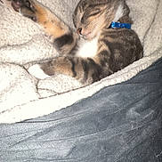 Nova is registered to the contest to win money with this photo: cat, kitten, sleeping, tabby, collar, blanket, cozy, paw, fur, stretching, resting, indoor, cute, pet, animal, nap, soft, comfort, relaxation, feline