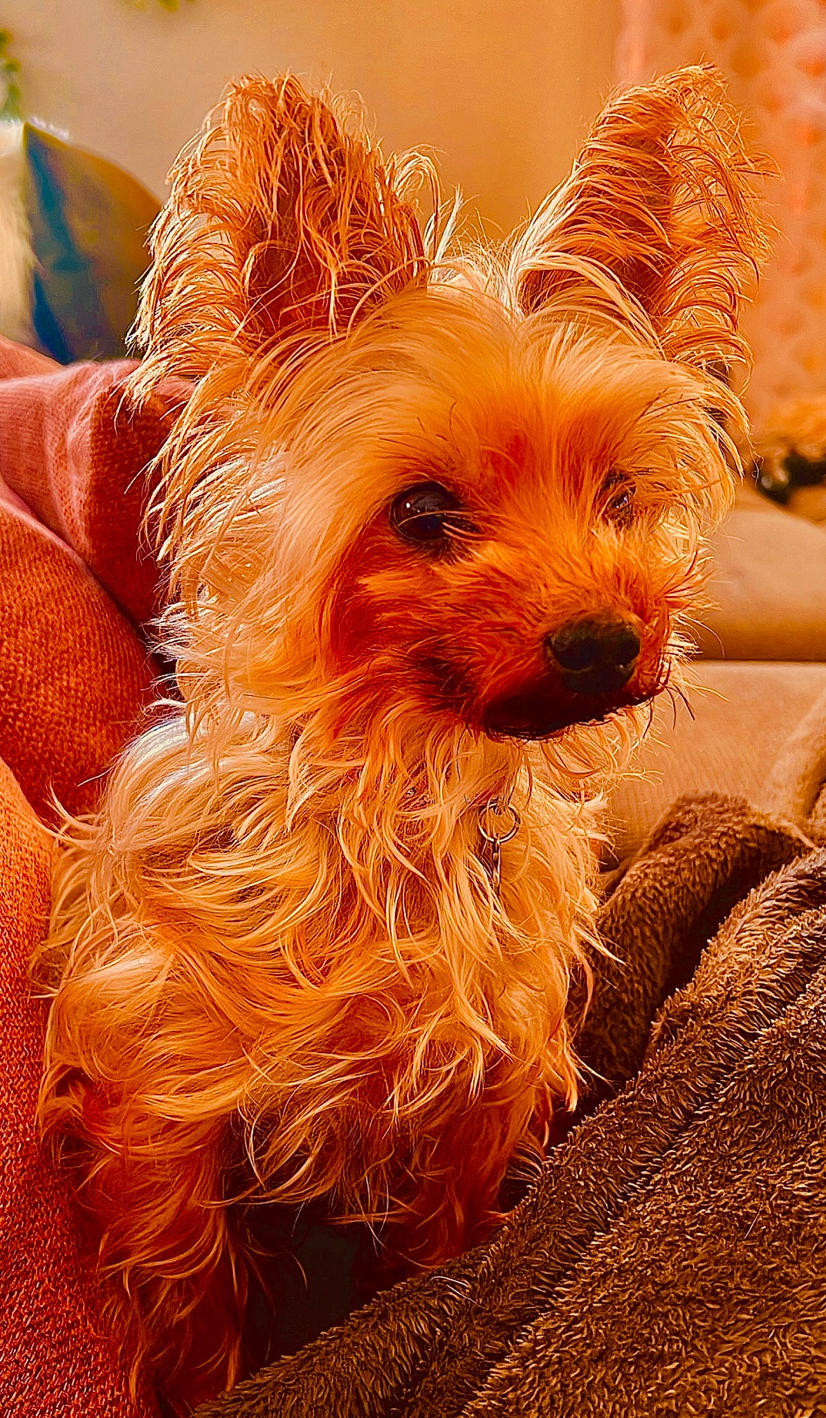 Kika Et Nina a rejoint le concours — aidez-le/la à gagner de superbes lots ! ancient_dog_breeds, australian_terrier, canidae, carnivore, companion_dog, dog, dog_breed, fawn, fur, liver, small_terrier, snout, sporting_group, terrestrial_animal, terrier, toy_dog, water_dog, whiskers, working_animal