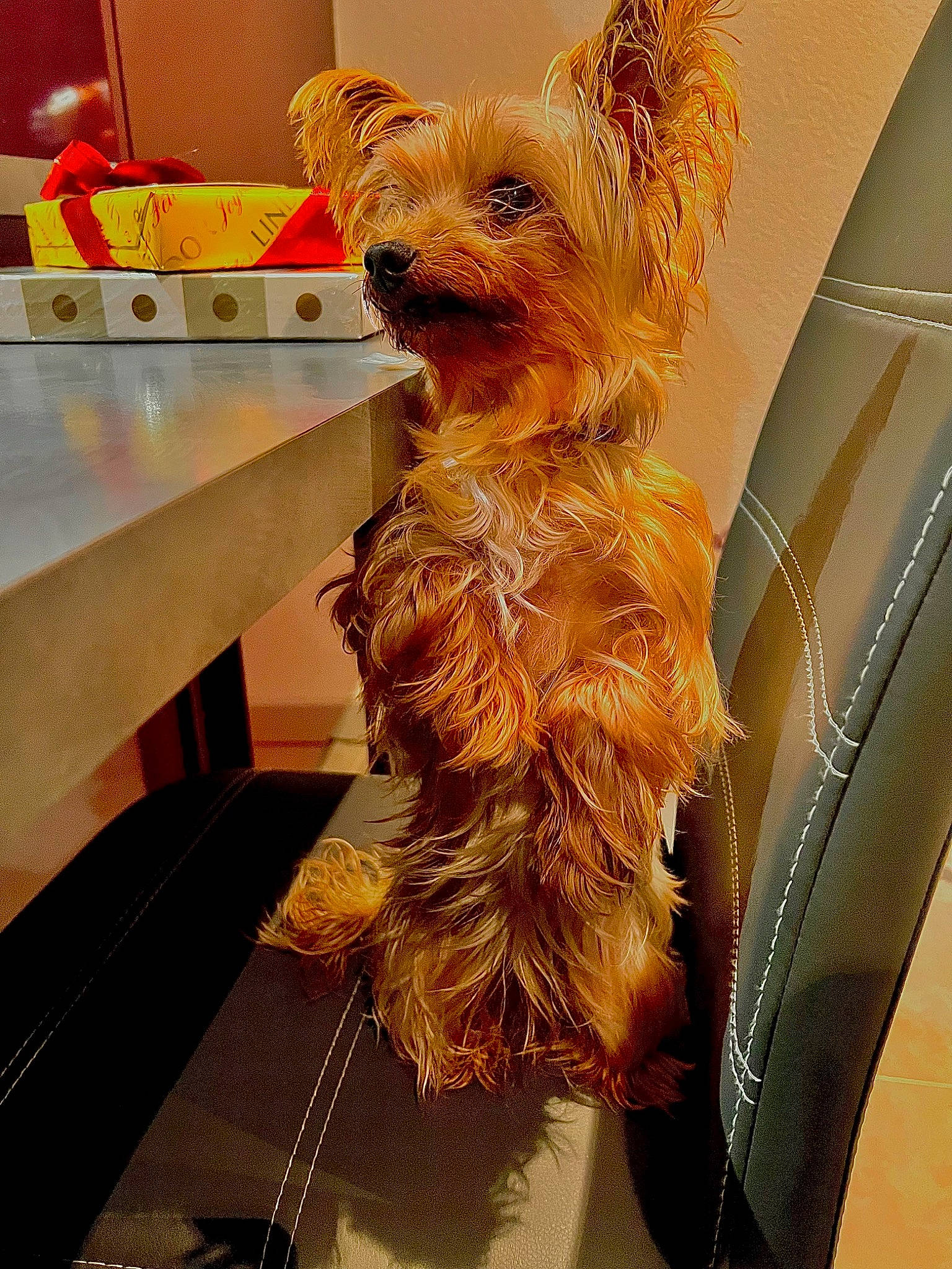 Kika Et Nina participe au concours pour gagner de l'argent avec cette photo : canidae, carnivore, companion_dog, dog, dog_breed, dog_supply, fashion_accessory, fawn, fur, kitchen_appliance, room, small_terrier, sporting_group, terrier, toy_dog, wood, working_animal, working_terrier, yorkipoo