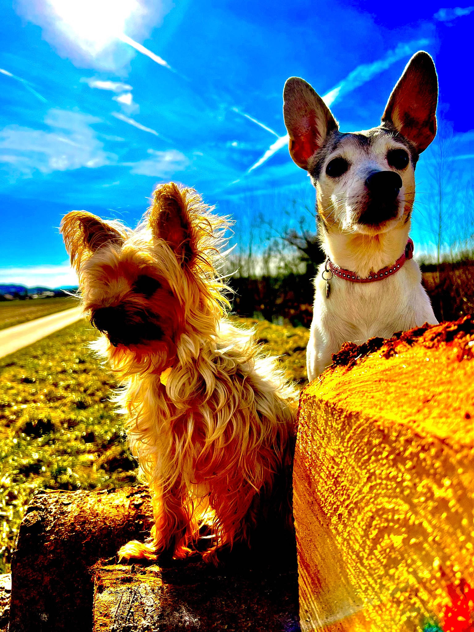 Kika Et Nina participe au concours pour gagner de l'argent avec cette photo : blue, canidae, carnivore, cloud, collar, companion_dog, dog, dog_breed, dog_supply, fawn, grass, happy, plant, sky, snout, sporting_group, sunlight, terrier, toy_dog, whiskers