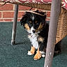 Callie joined the competition — help win amazing prizes! puppy, dog, small_dog, tricolor, sitting, chair, furniture, carpet, indoor, pet, cute, animal, young_dog, looking, curious, ears, fur, collar, tag, brick_wall