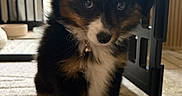 Callie joined the competition — help win amazing prizes! puppy, dog, tricolor, fur, carpet, indoor, pet, cute, sitting, gate, black, brown, white, tan, fur_pattern, young, animal, domestic, floor, natural_light