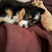 Callie joined the competition — help win amazing prizes! puppy, dog, tricolor, blue_eyes, stuffed_toy, blanket, bed, cozy, cute, lying_down, fur, pet, indoors, resting, animal, soft, snuggle, closeup, sleepy, young